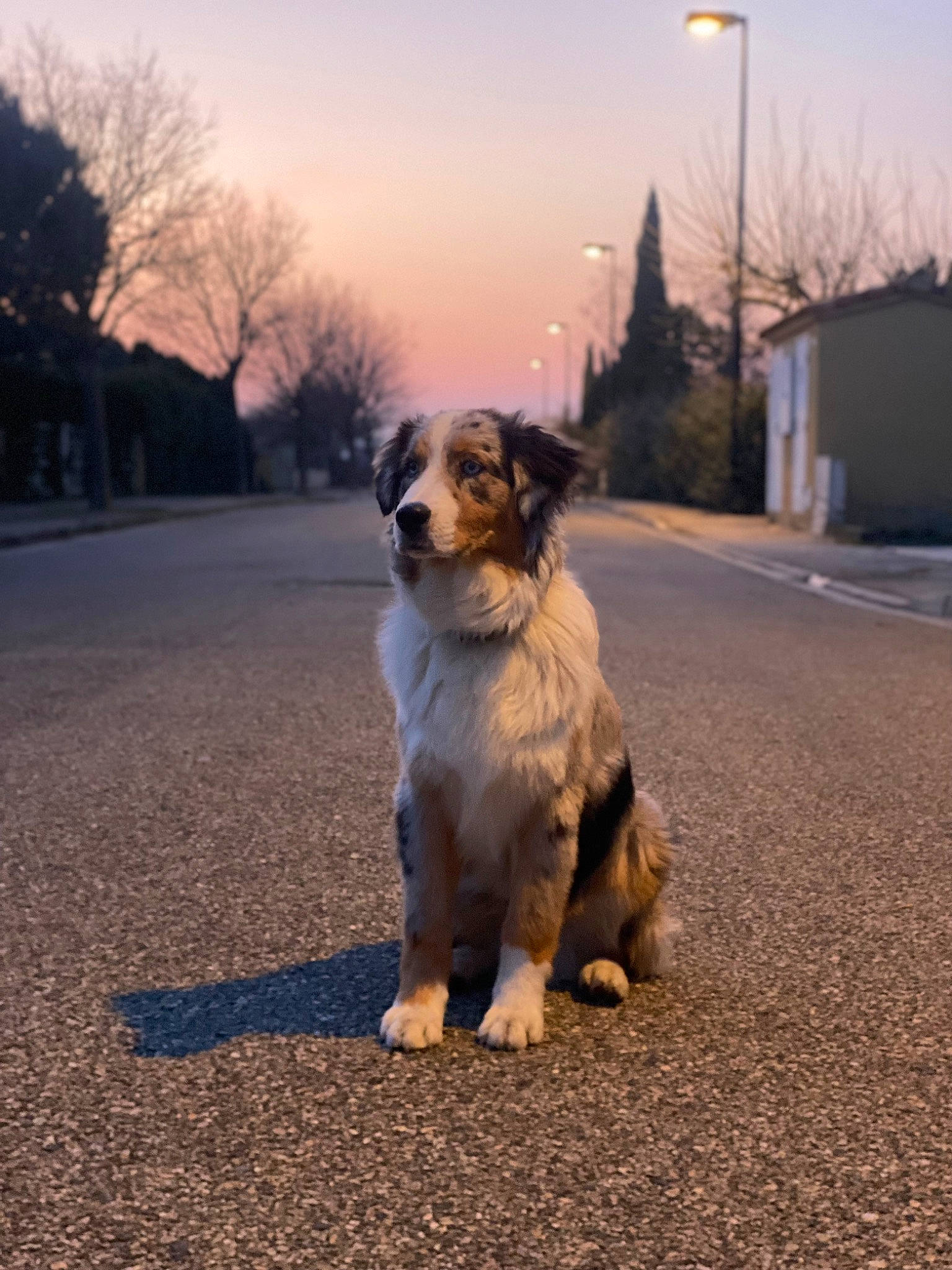 Taïko a rejoint le concours — aidez-le/la à gagner de superbes lots ! asphalt, canidae, carnivore, cloud, companion_dog, dog, dog_breed, dusk, fawn, grass, morning, road, road_surface, sky, snout, sporting_group, sunlight, sunset, tints_and_shades, tree