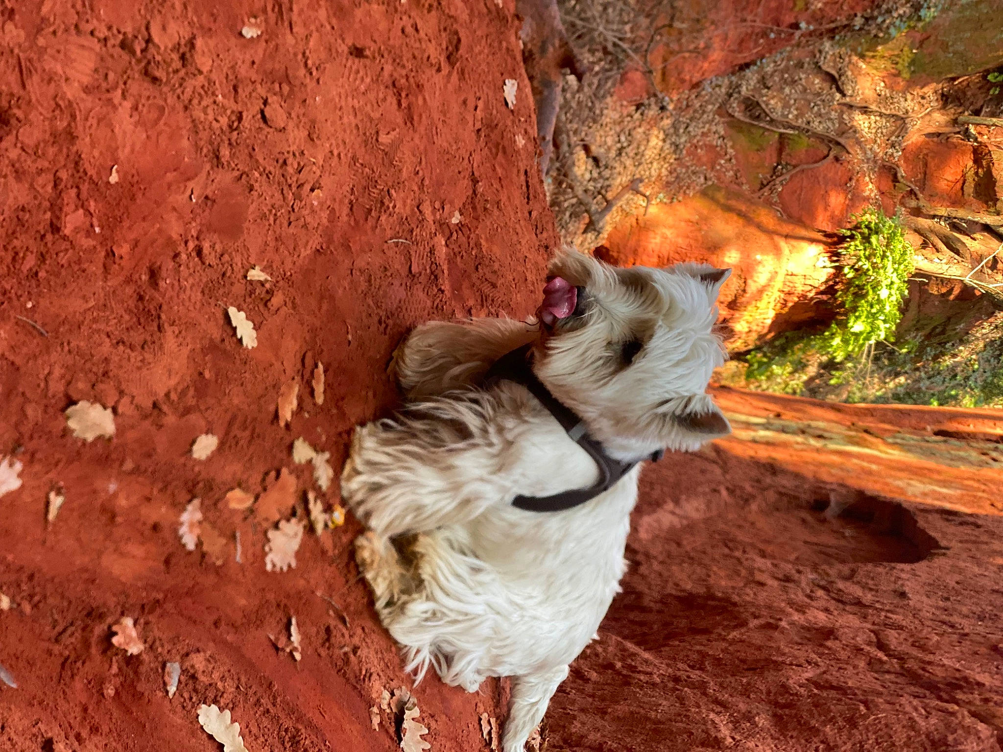 Hopy participe au concours pour gagner de l'argent avec cette photo : bedrock, big_cats, canidae, carnivore, dog_breed, fawn, felidae, fur, landscape, livestock, marsupial, plant, rock, snout, soil, sporting_group, tail, terrestrial_animal, trunk, wood
