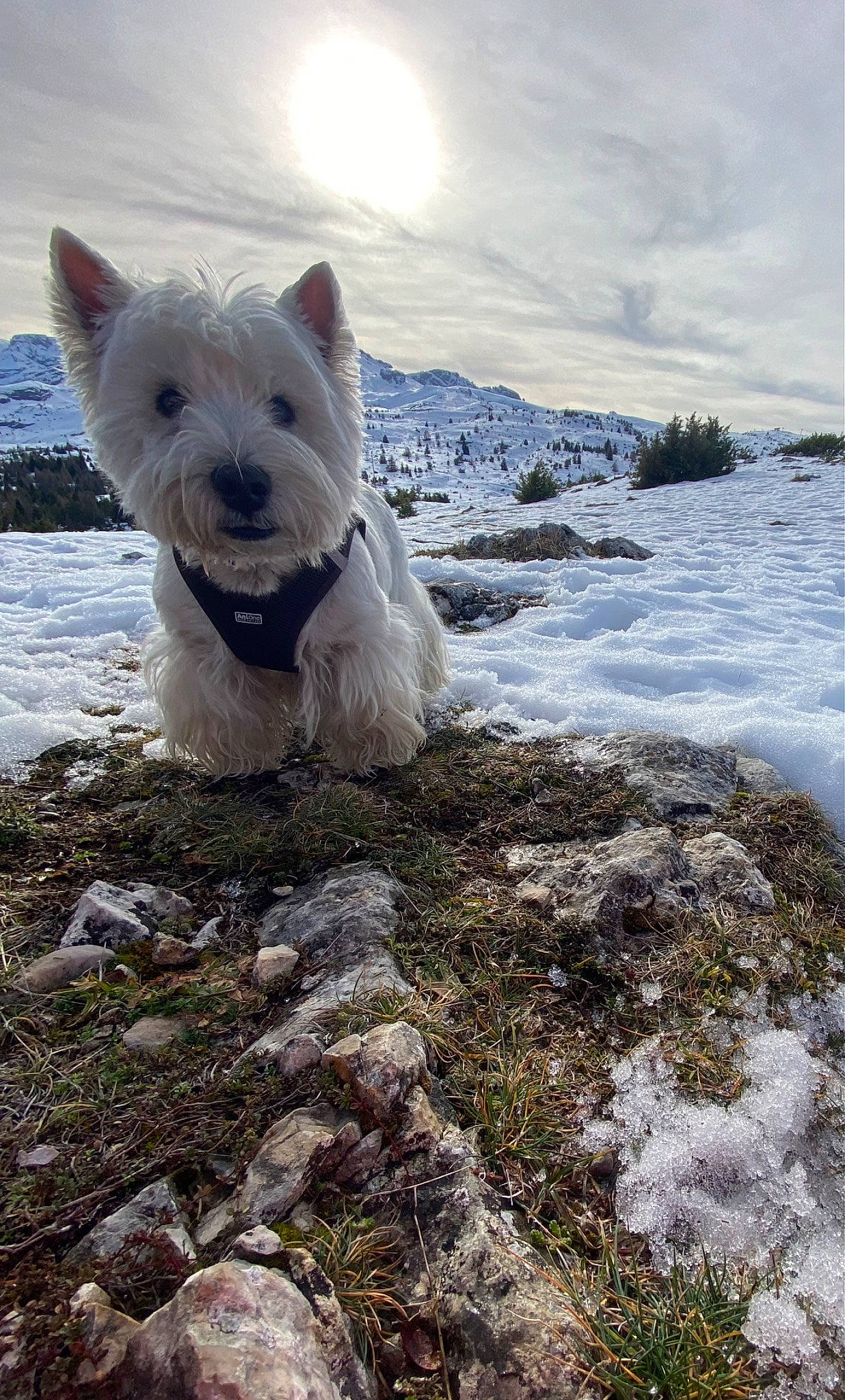 Hopy a rejoint le concours — aidez-le/la à gagner de superbes lots ! arctic_ocean, canidae, carnivore, cloud, dog, dog_breed, freezing, glacial_landform, ice_cap, melting, polar_ice_cap, sea_ice, sky, small_terrier, snout, snow, terrestrial_animal, water, wind_wave, winter