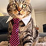 Seth participe au concours pour gagner de l'argent avec cette photo : cat, tabby, tie, collar, pet, indoor, feline, striped, fur, whiskers, animal, cute, portrait, sitting, blanket, business, confident, closeup, domestic_cat, mammal