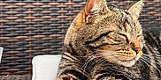 Seth participe au concours pour gagner de l'argent avec cette photo : cat, tabby, pet, animal, sleeping, relaxed, cushion, outdoor, furniture, closeup, paw, whiskers, striped, resting, sunlight, cozy, chair, home, cute, feline