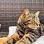 cat, tabby, pet, animal, sleeping, relaxed, cushion, outdoor, furniture, closeup, paw, whiskers, striped, resting, sunlight, cozy, chair, home, cute, feline