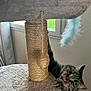Seth participe au concours pour gagner de l'argent avec cette photo : cat, tabby, cat_tree, toy, indoor, playful, climbing, curious, feline, pet, scratching_post, fur, whiskers, window, natural_light, home, animal, cute, claws, tongue