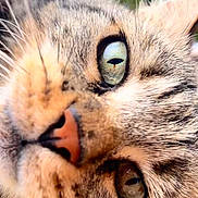 Seth participe au concours pour gagner de l'argent avec cette photo : cat, close_up, face, whiskers, eyes, nose, fur, tabby, animal, pet, outdoor, nature, curious, portrait, mammal, feline, soft_focus, reflection, daylight, macro