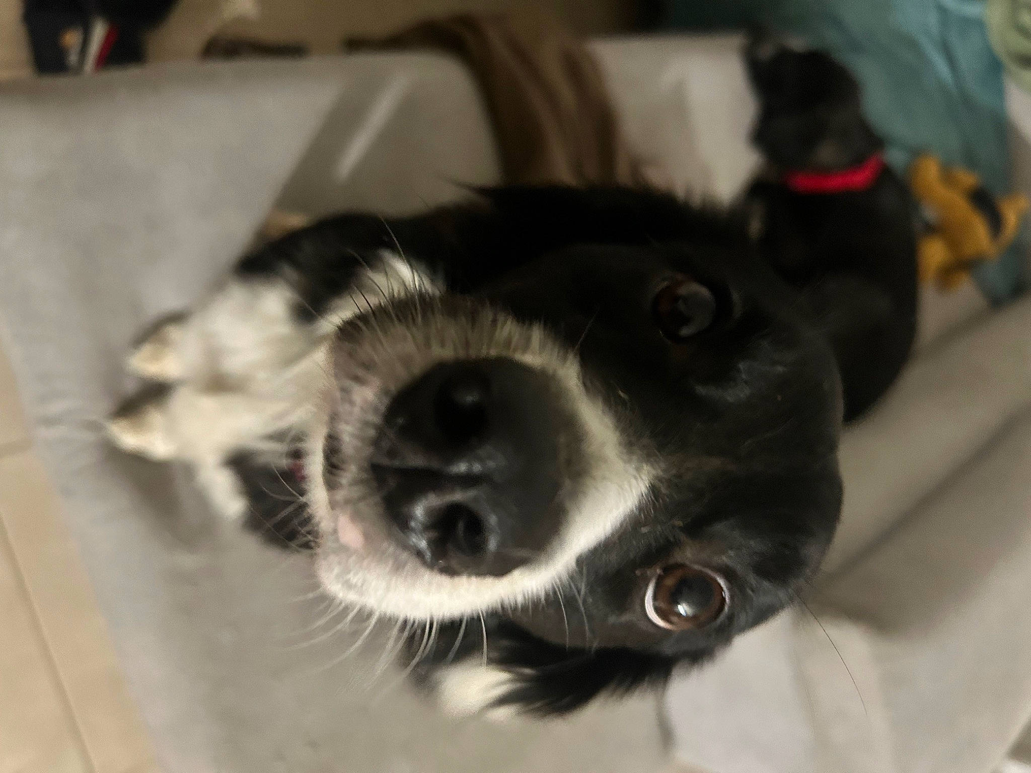 Nallah participe au concours pour gagner de l'argent avec cette photo : canidae, carnivore, companion_dog, dog, dog_breed, ear, fur, paw, sporting_group, whiskers, working_animal, working_dog