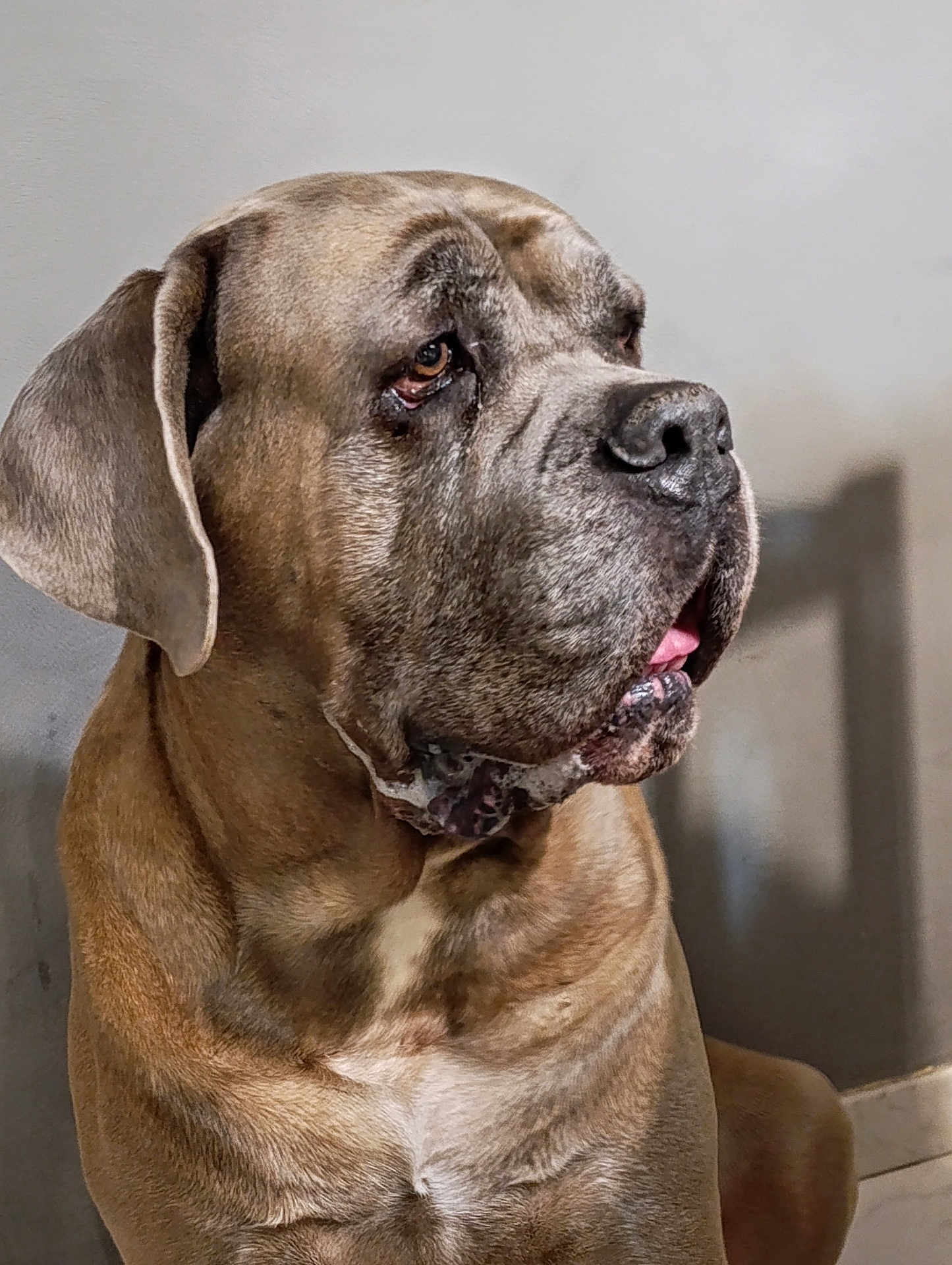 Robby participe au concours pour gagner de l'argent avec cette photo : dog, large_dog, mastiff, pet, animal, portrait, close_up, brown_fur, indoor, canine, looking_away, calm, sitting, wrinkles, tongue, ears, furry, muzzle, companion, domestic_animal
