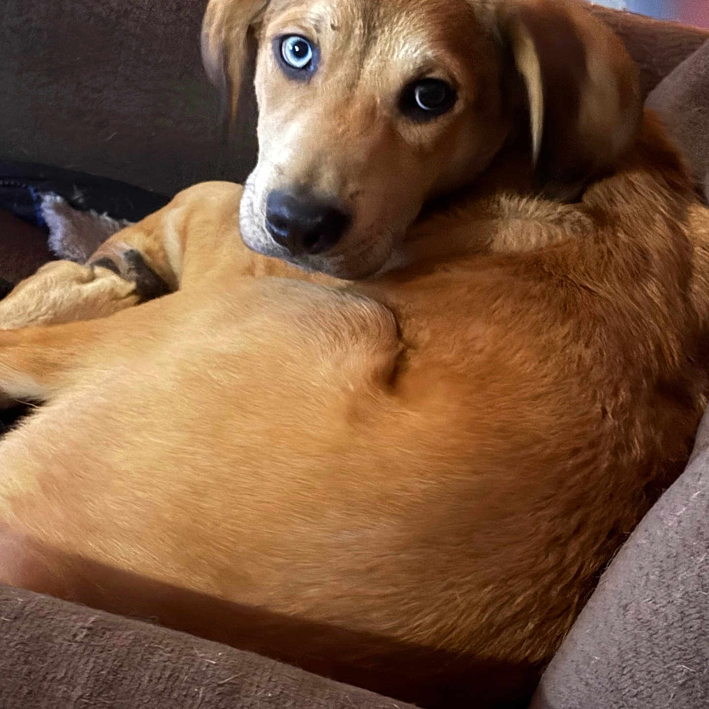 Keni is registered to the contest to win money with this photo: animal, blue_eye, brown, canine, closeup, companion, couch, cozy, cute, dog, fur, heterochromia, home, indoor, looking_back, mischievous, pet, portrait, relaxed, resting