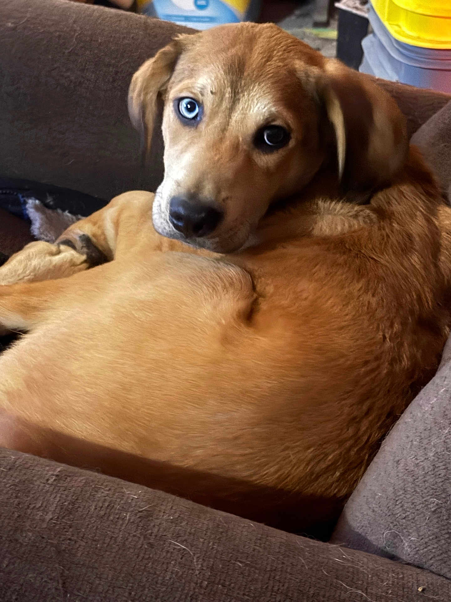 Keni is registered to the contest to win money with this photo: dog, brown, couch, blue_eye, heterochromia, pet, animal, indoor, fur, looking_back, cute, relaxed, canine, portrait, cozy, home, mischievous, closeup, resting, companion
