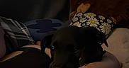 Haydes joined the competition — help win amazing prizes! puppy, dog, indoor, person, hand, cushion, window, curtain, stuffed_animal, plush, dark, shadow, people, hallway, resting, cozy, comfort, black_dog, pet, home
