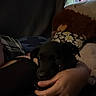 black_dog, comfort, cozy, curtain, cushion, dark, dog, hallway, hand, home, indoor, people, person, pet, plush, puppy, resting, shadow, stuffed_animal, window