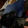 Haydes is registered to the contest to win money with this photo: dog, black_dog, lap, jeans, white_socks, person, hand, indoor, blanket, brown_dog, relaxing, resting, floor, wood_floor, casual, pet, animal, companion, cozy, home