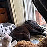 Haydes is registered to the contest to win money with this photo: dog, sleeping, windowsill, blanket, plush_toy, curtain, window, indoor, pet, cozy, resting, black_dog, fur, soft_toys, wooden_furniture, fabric, daylight, relaxation, home, quiet