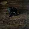 animal, black_dog, blanket, blurred, collar, cute, dark, dim_light, dog, floor, furniture, home, indoor, living_room, pet, puppy, shadow, sitting, small_dog, wooden_floor