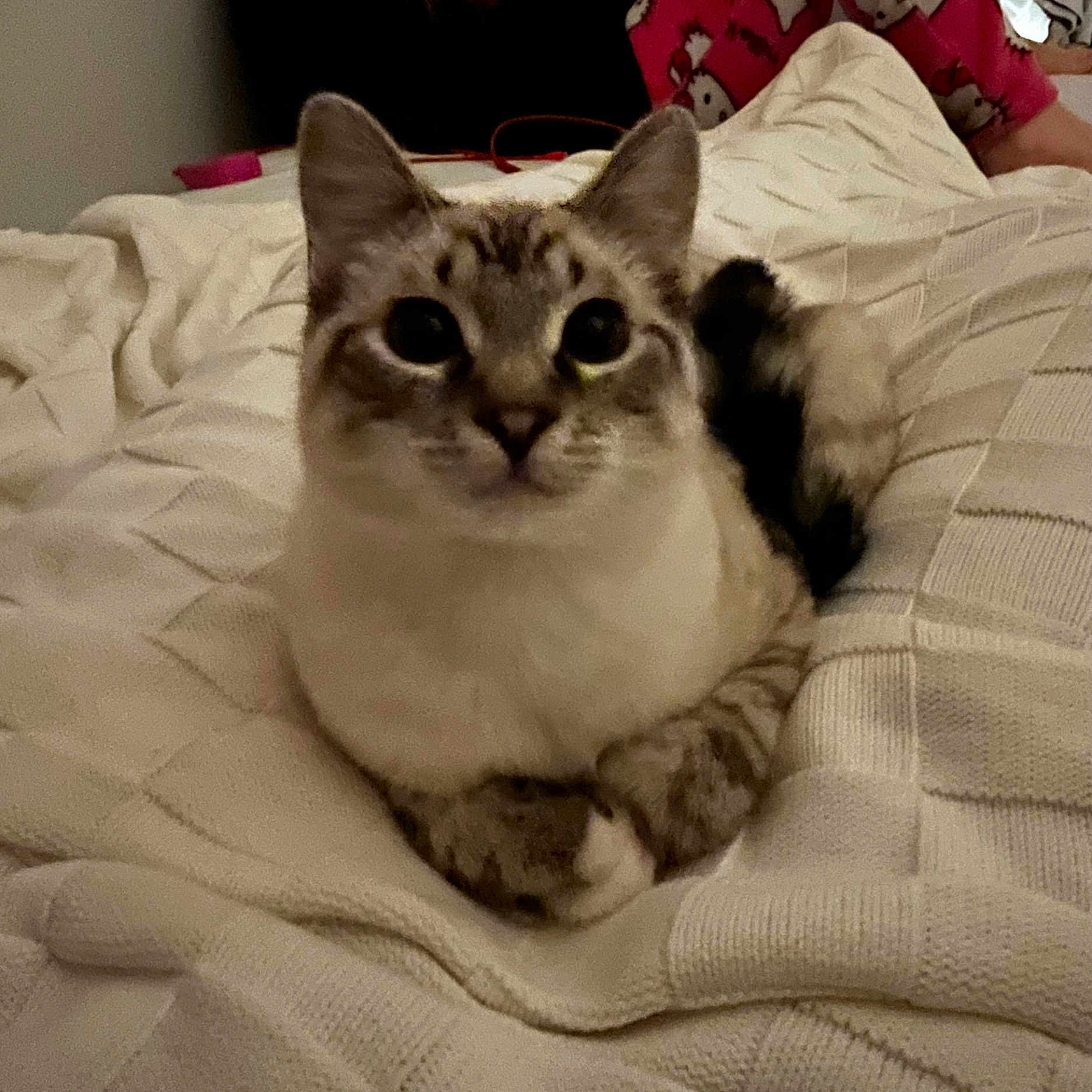 Meowth