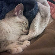 Meowth joined the competition — help win amazing prizes! cat, kitten, sleeping, blanket, furry, cozy, paw, closeup, rest, comfort, soft, warm, animal, pet, domestic, cute, fur, nap, indoor, relaxation