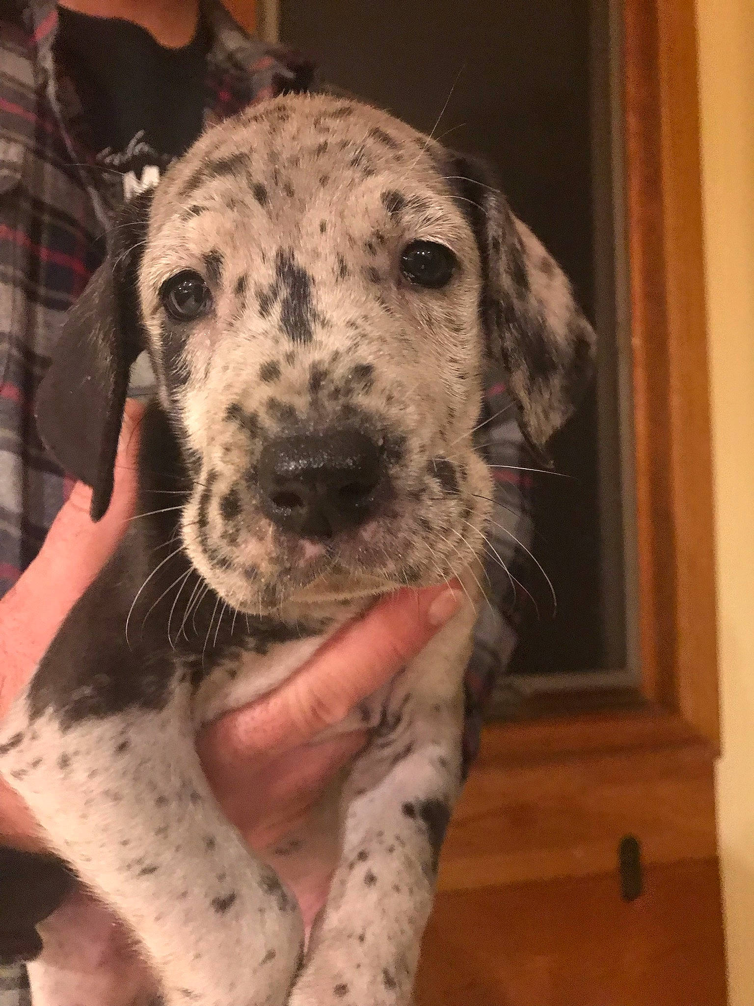 Maddie Mae joined the competition — help win amazing prizes! braque_dauvergne, braque_du_bourbonnais, canidae, carnivore, catahoula_bulldog, dalmatian, dog, dog_breed, fawn, great_dane, louisiana_catahoula_leopard_dog, mammal, non_sporting_group, snout, sporting_group, vertebrate