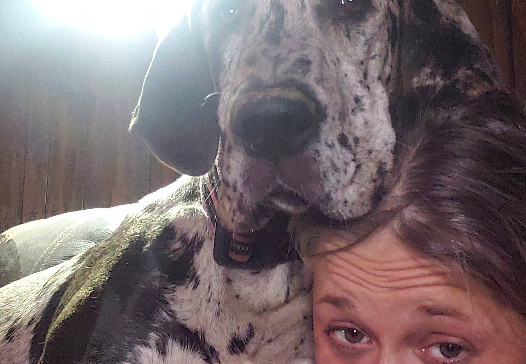 Maddie Mae joined the competition — help win amazing prizes! canidae, carnivore, dog, dog_breed, fawn, gascon_saintongeois, giant_dog_breed, great_dane, guard_dog, mammal, non_sporting_group, snout, sporting_group, vertebrate