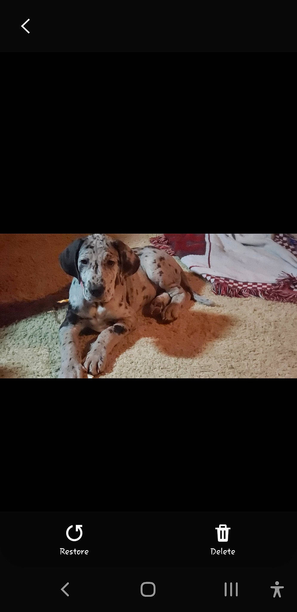 Maddie Mae is registered to the contest to win money with this photo: canidae, carnivore, dog, dog_breed, puppy, puppy_love