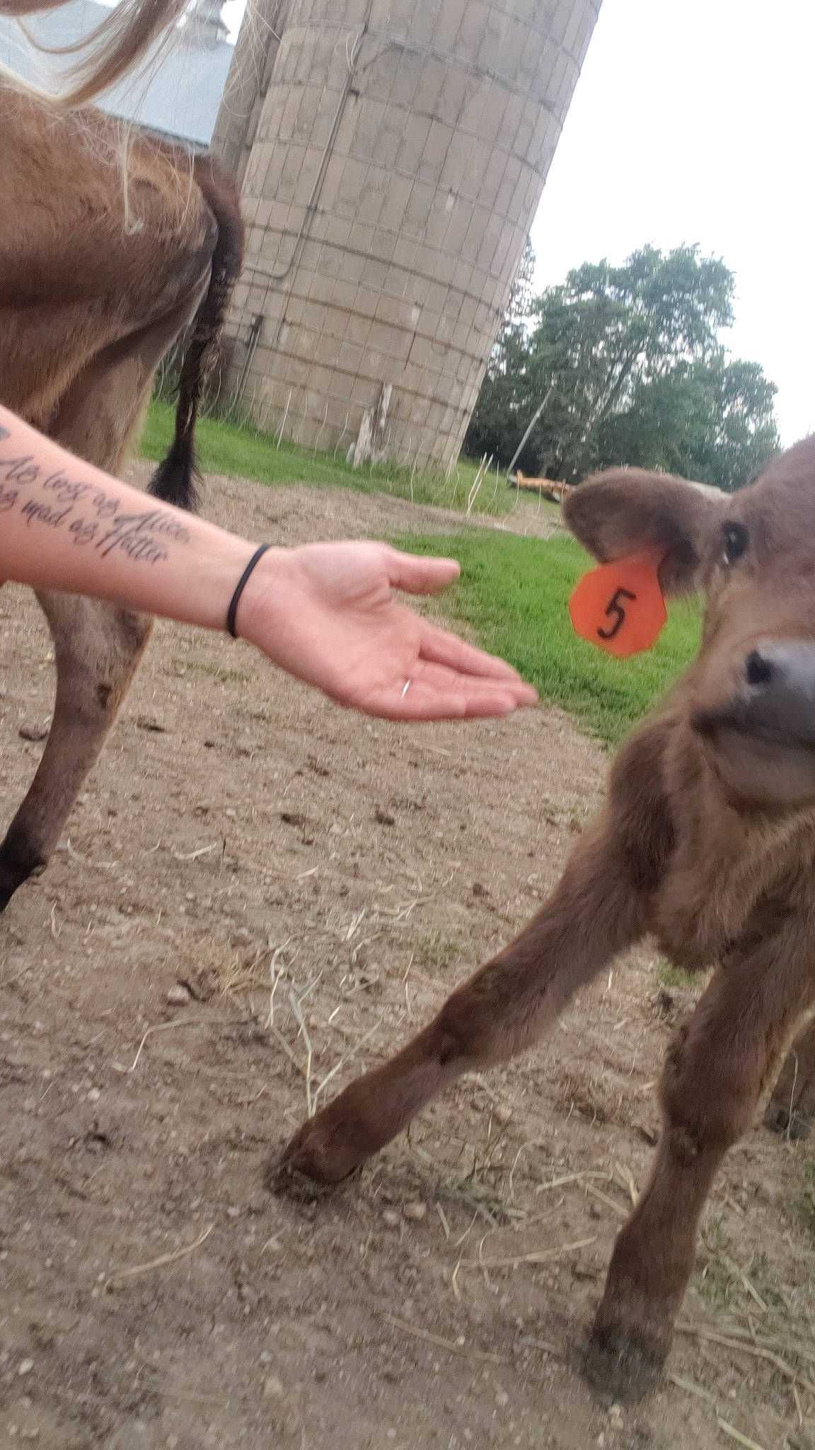 Grayson joined the competition — help win amazing prizes! adaptation, bovine, fawn, terrestrial_animal, wildlife, working_animal, zoo