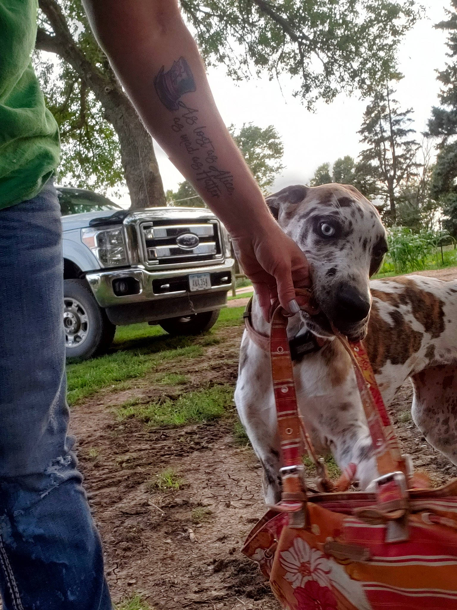 Bella joined the competition — help win amazing prizes! adaptation, canidae, carnivore, dog, fawn, german_shorthaired_pointer, great_dane, guard_dog, non_sporting_group, plant, snout, soil, sporting_group, vehicle