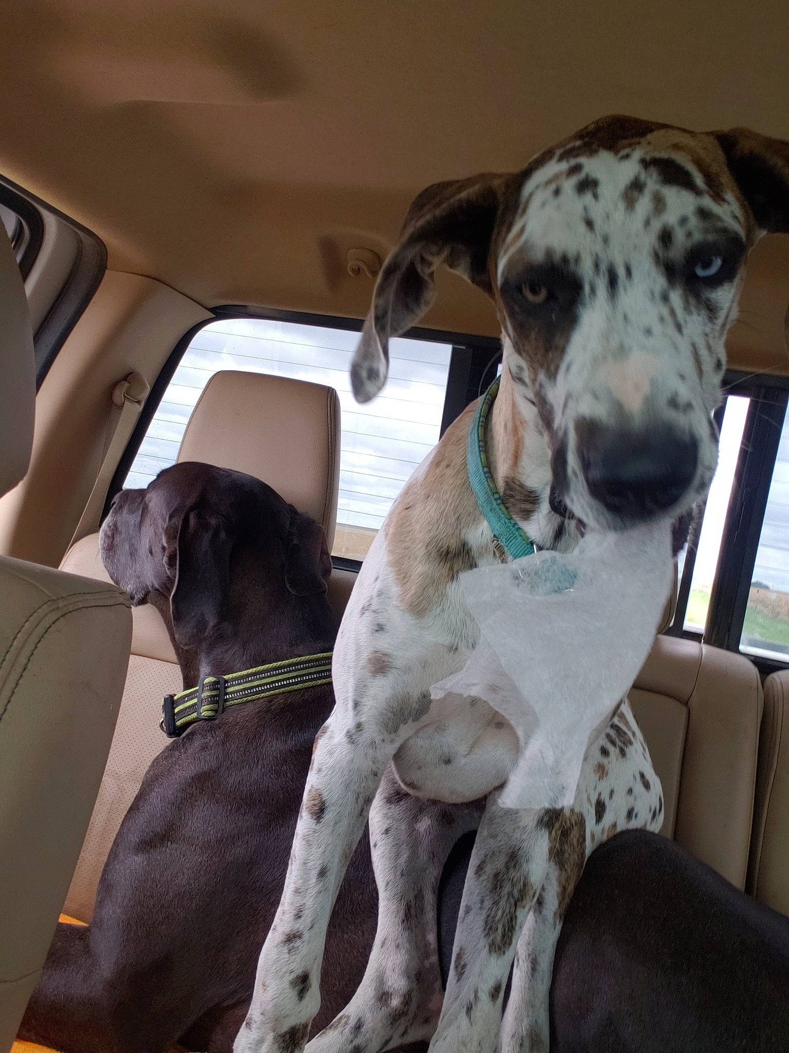Bella joined the competition — help win amazing prizes! braque_dauvergne, canidae, carnivore, dog, dog_breed, fawn, great_dane, greyhound, guard_dog, mammal, mudhol_hound, non_sporting_group, pointer, snout, sporting_group, vertebrate, working_dog