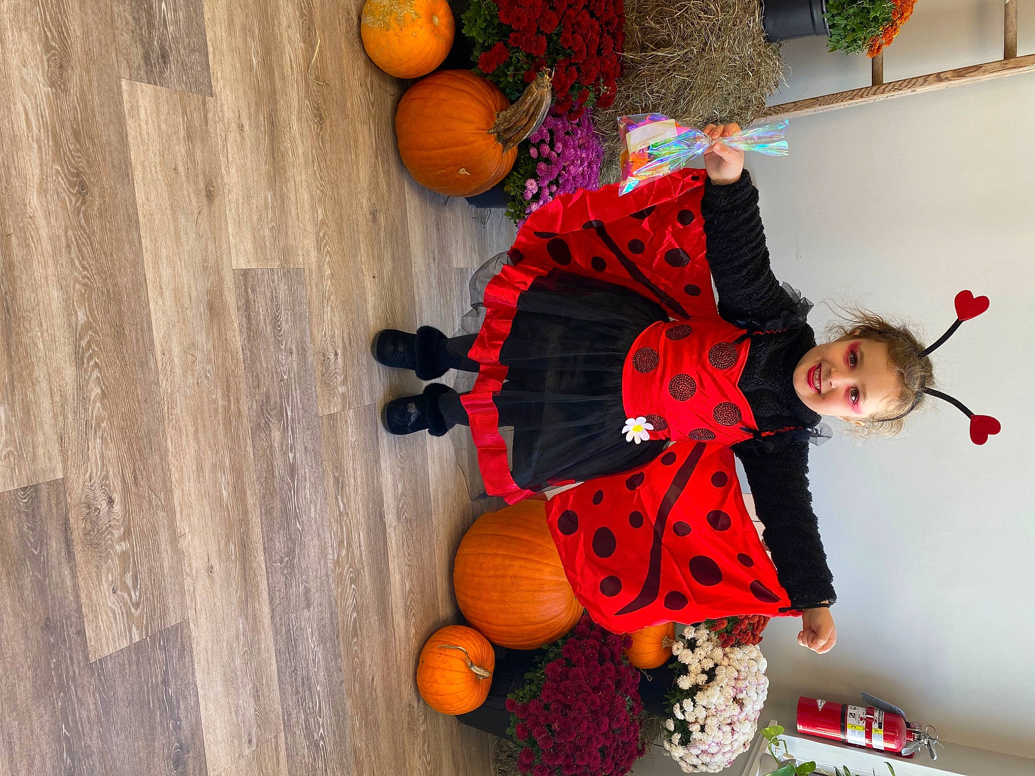 Everleigh is registered to the contest to win money with this photo: calabaza, citrus, door, event, fruit, fun, gourd, happy, houseplant, joy, natural_foods, orange, person, plant, pumpkin, stuffed_toy, toy, tree, trick_or_treat, valencia_orange