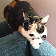 Meme is registered to the contest to win money with this photo: animal, calico_cat, cat, couch, ears, feline, fur, furniture, green_eyes, home, indoor, looking_at_camera, paws, pet, photography, portrait, sitting, sofa, tricolor, whiskers
