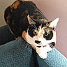 animal, calico_cat, cat, couch, ears, feline, fur, furniture, green_eyes, home, indoor, looking_at_camera, paws, pet, photography, portrait, sitting, sofa, tricolor, whiskers