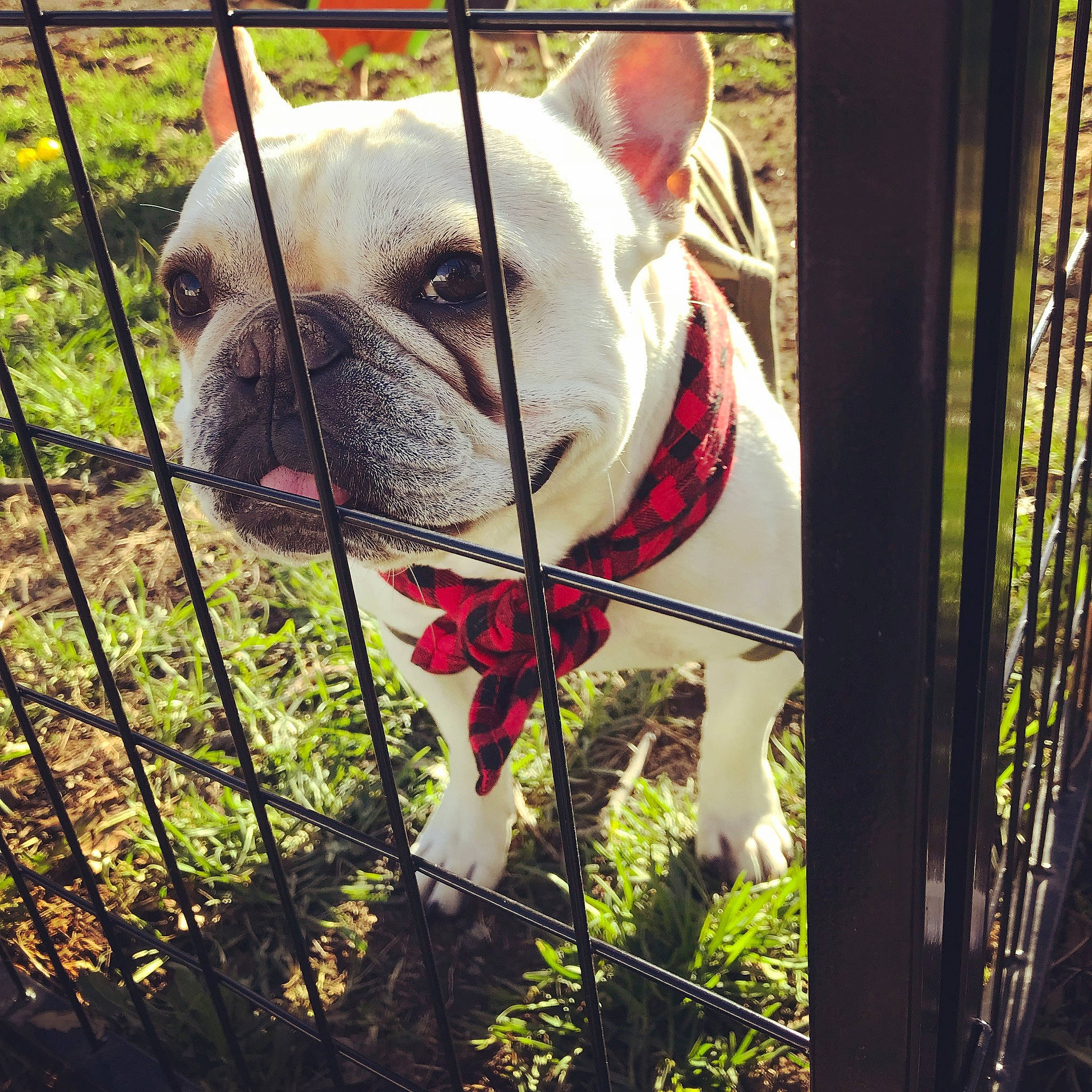 Neko joined the competition — help win amazing prizes! american_bulldog, australian_bulldog, bulldog, canidae, carnivore, collar, companion_dog, dog, dog_breed, dog_collar, ear, fawn, french_bulldog, grass, leash, mammal, non_sporting_group, plant, snout, toy_bulldog