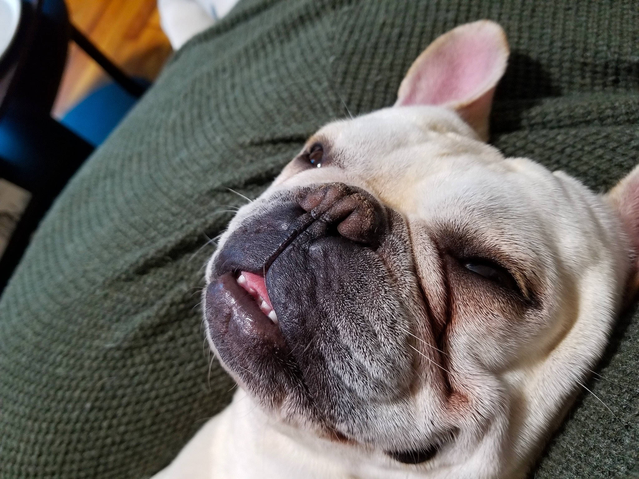 Neko is registered to the contest to win money with this photo: australian_bulldog, canidae, carnivore, companion_dog, dog, dog_breed, ear, fawn, french_bulldog, mammal, non_sporting_group, nose, old_english_bulldog, olde_english_bulldogge, skin, snout, toy_bulldog, vertebrate, white_english_bulldog, wrinkle