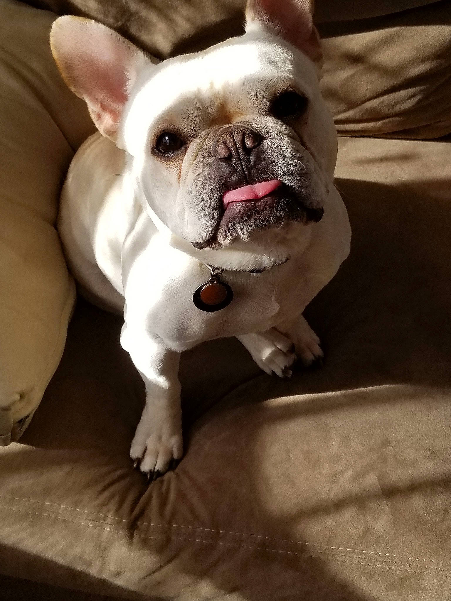 Neko is registered to the contest to win money with this photo: bulldog, canidae, carnivore, companion_dog, dog, dog_breed, ear, fawn, french_bulldog, mammal, non_sporting_group, nose, puppy, puppy_love, skin, snout, toy_bulldog, toy_dog, vertebrate, whiskers
