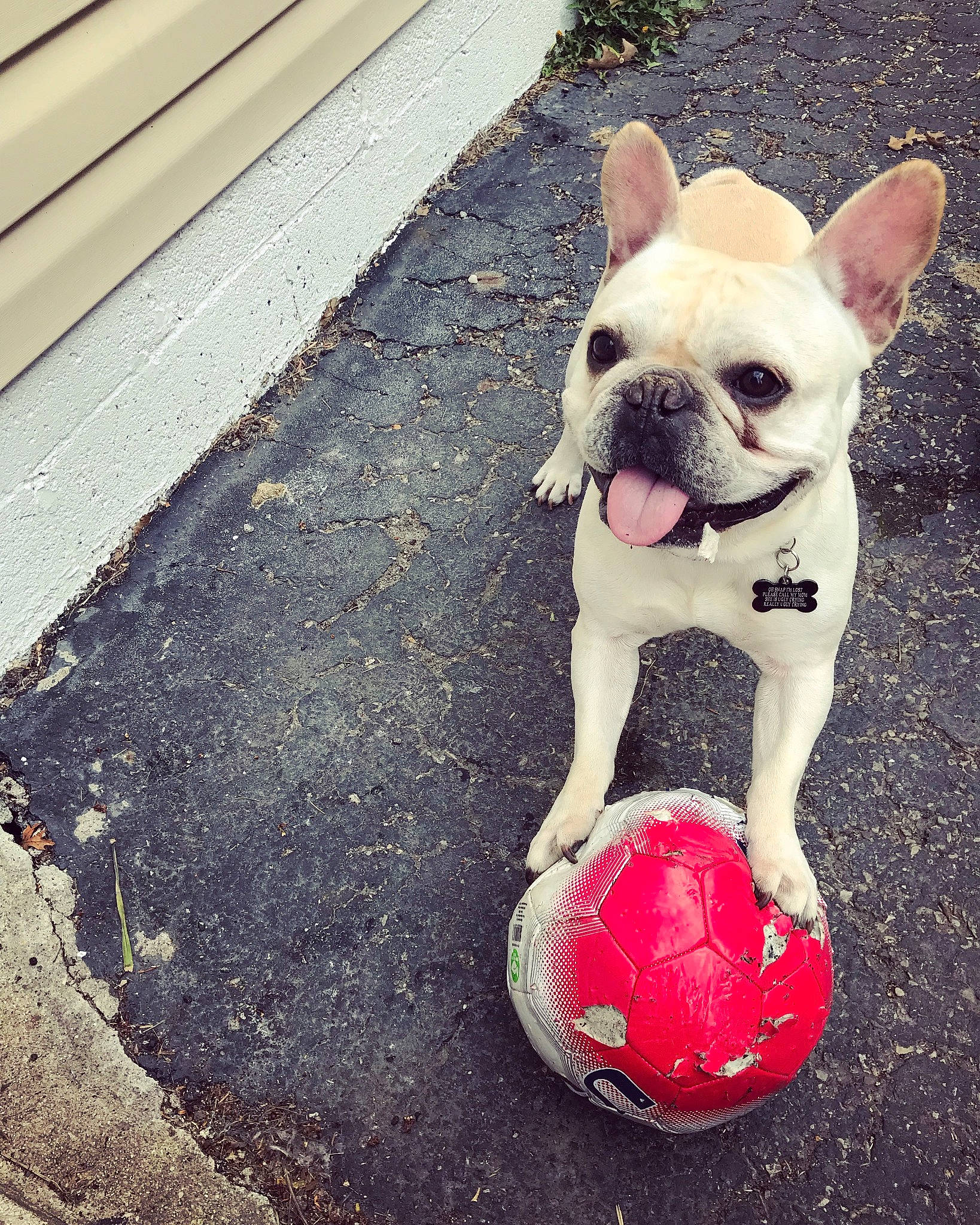 Neko is registered to the contest to win money with this photo: ball, bulldog, canidae, carnivore, companion_dog, dog, dog_breed, dog_toy, fawn, french_bulldog, leash, mammal, non_sporting_group, puppy, rare_breed_dog, snout, sports_equipment, toy_bulldog, toy_dog