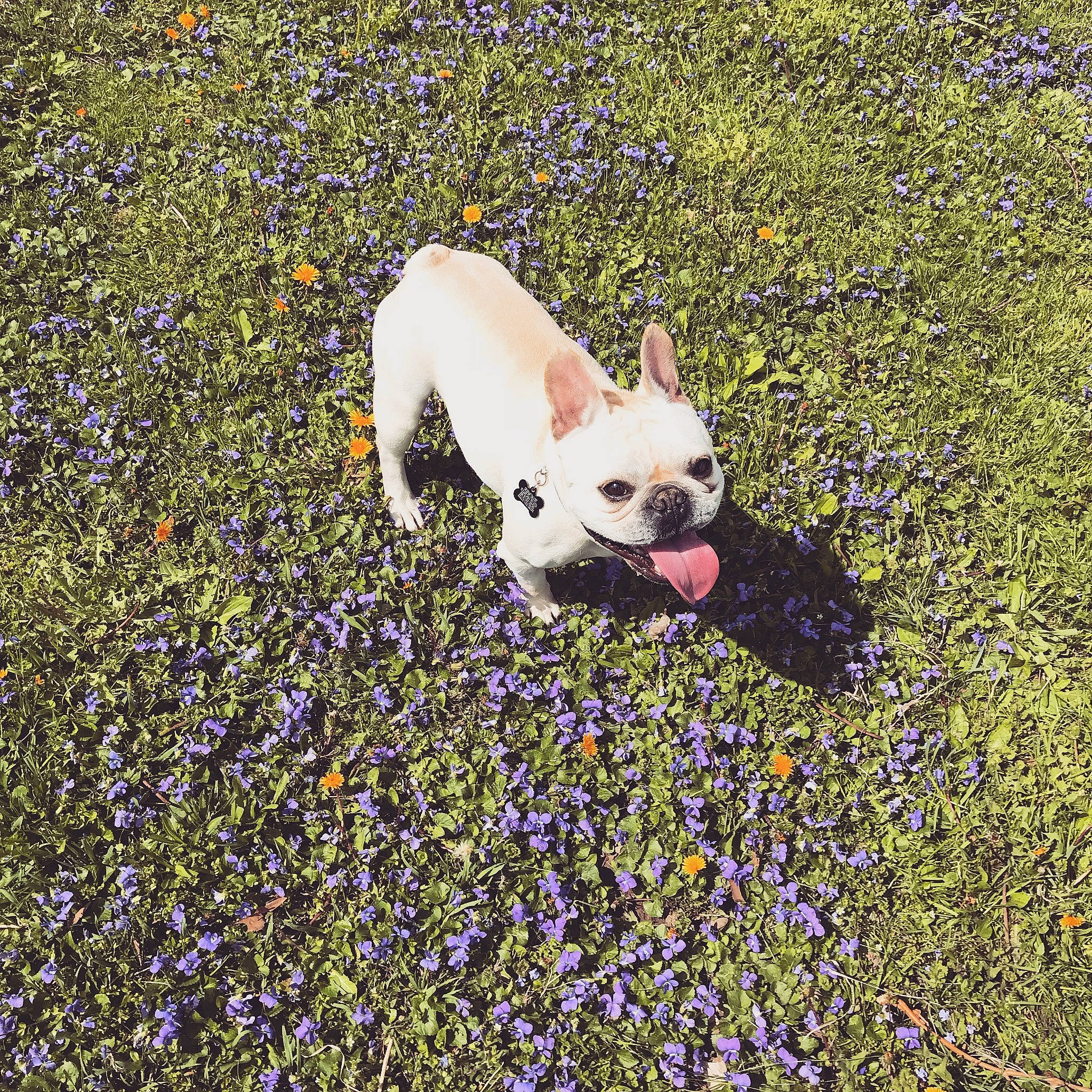 Neko is registered to the contest to win money with this photo: american_bulldog, bulldog, canidae, carnivore, companion_dog, dog, dog_breed, fawn, flower, french_bulldog, grass, mammal, non_sporting_group, plant, sporting_group, toy_bulldog