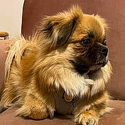 Thaïs a rejoint le concours — aidez-le/la à gagner de superbes lots ! animal, brown, canine, companion, couch, cute, dog, domestic, fluffy, fur, furry, household, indoors, mammal, pet, portrait, relaxed, side_view, sitting, small_dog