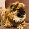 dog, brown, fluffy, couch, pet, indoors, canine, fur, relaxed, companion, animal, domestic, cute, side_view, small_dog, sitting, furry, household, mammal, portrait