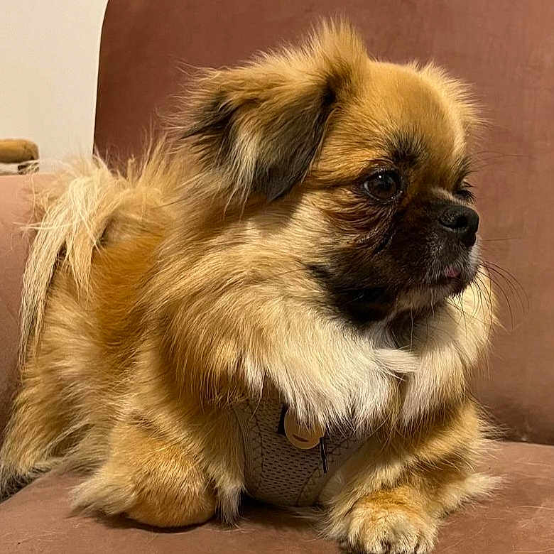 Thaïs a rejoint le concours — aidez-le/la à gagner de superbes lots ! animal, brown, canine, companion, couch, cute, dog, domestic, fluffy, fur, furry, household, indoors, mammal, pet, portrait, relaxed, side_view, sitting, small_dog