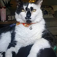 Moo Moo joined the competition — help win amazing prizes! accessories, animal, architecture, building, cat, couch, cushion, furniture, homedecor, indoors, jar, jewelry, livingroom, necklace, pet, plant, planter, pottedplant, pottery, room