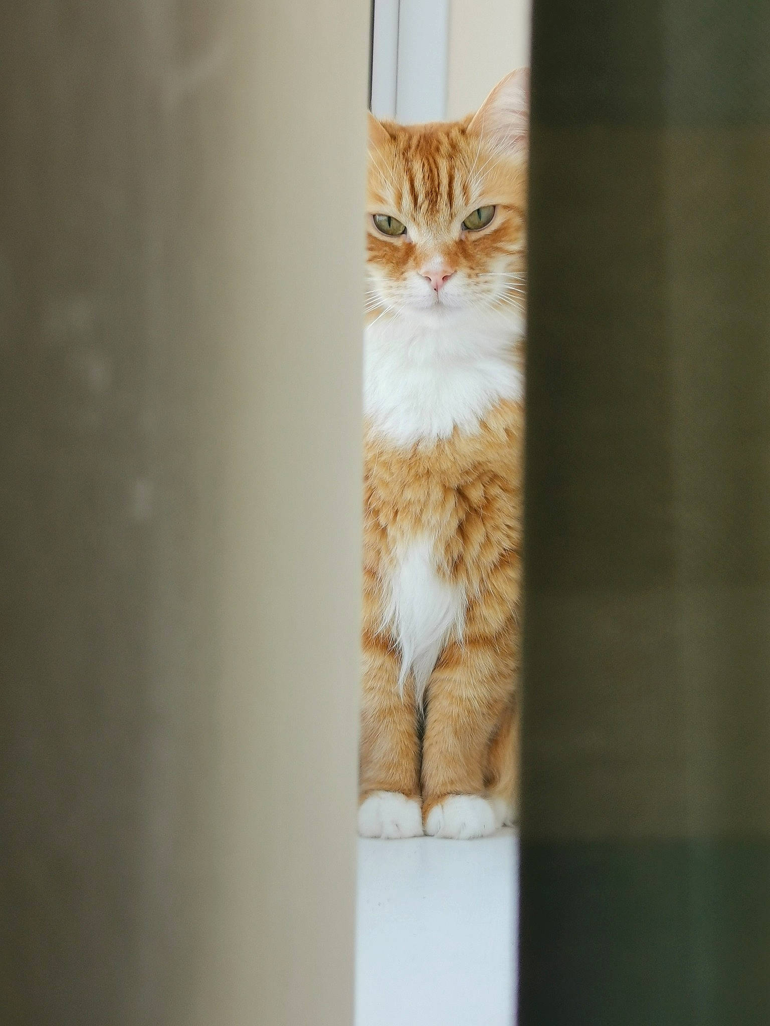 Jeremy joined the competition — help win amazing prizes! carnivore, cat, domestic_short_haired_cat, door, eye, fawn, felidae, fur, peach, small_to_medium_sized_cats, snout, tail, terrestrial_animal, tints_and_shades, tree, whiskers, window, wood