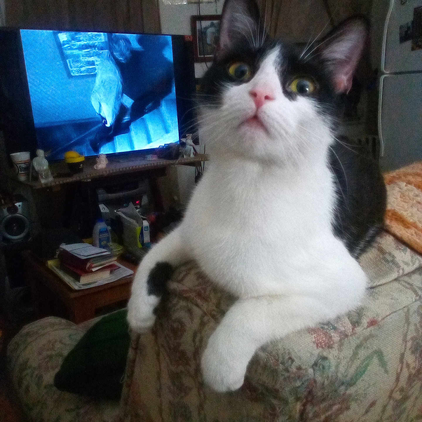 Voodoo is registered to the contest to win money with this photo: adult, animal, architecture, building, cat, chair, computerhardware, couch, electronics, furniture, hardware, indoors, livingroom, male, monitor, pet, room, screen, table, tv