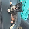 kitten, cat, black_and_white, pet, car_interior, armrest, curious, cute, small, fur, whiskers, paws, indoor, plastic_basket, seat, leather, vehicle, travel, animal, young