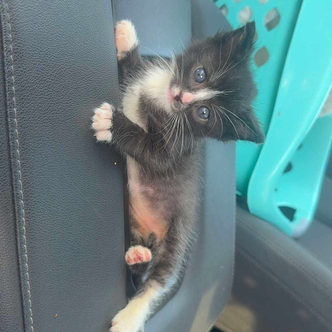 Enzo Storm is registered to the contest to win money with this photo: kitten, cat, black_and_white, pet, car_interior, armrest, curious, cute, small, fur, whiskers, paws, indoor, plastic_basket, seat, leather, vehicle, travel, animal, young