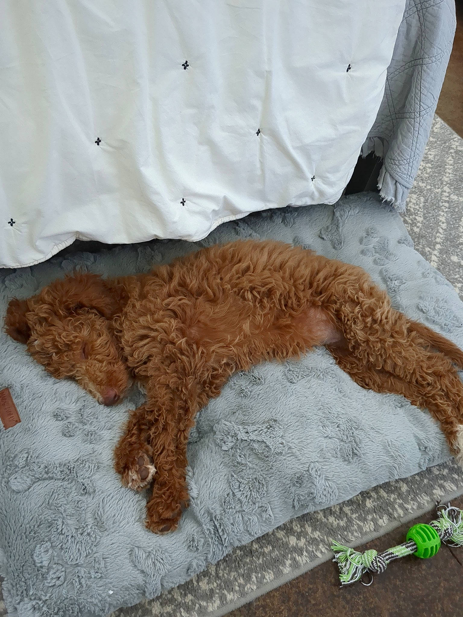 Katniss is registered to the contest to win money with this photo: art, carnivore, cat, comfort, companion_dog, dog_breed, felidae, flooring, fur, linens, liver, paw, sleeve, small_to_medium_sized_cats, sporting_group, tail, terrestrial_animal, textile, toy, wood