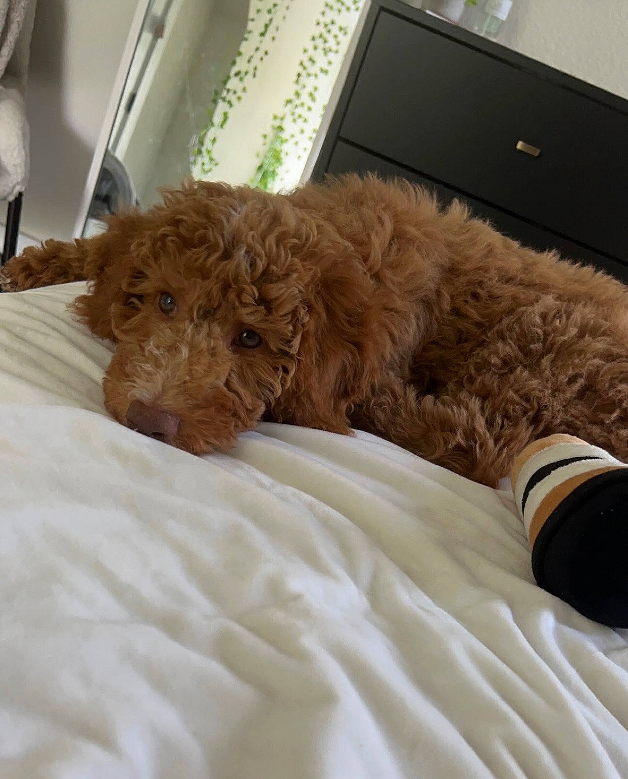 Katniss joined the competition — help win amazing prizes! canidae, carnivore, comfort, companion_dog, computer, dog, dog_breed, dog_supply, fur, laptop, linens, liver, personal_computer, pet_supply, spaniel, sporting_group, terrier, toy_dog, water_dog, working_animal