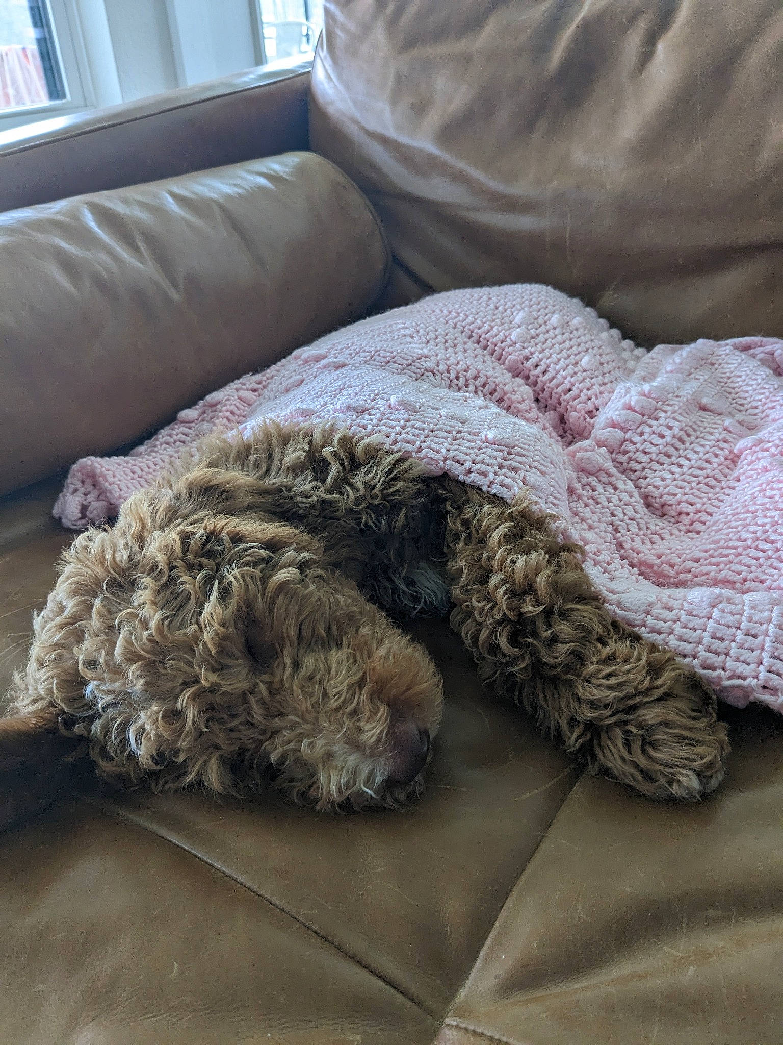 Katniss is registered to the contest to win money with this photo: bedding, canidae, carnivore, comfort, companion_dog, couch, dog, dog_breed, dog_supply, fiber, fur, grey, linens, non_sporting_group, pattern, poodle, sporting_group, water_dog, window, working_animal