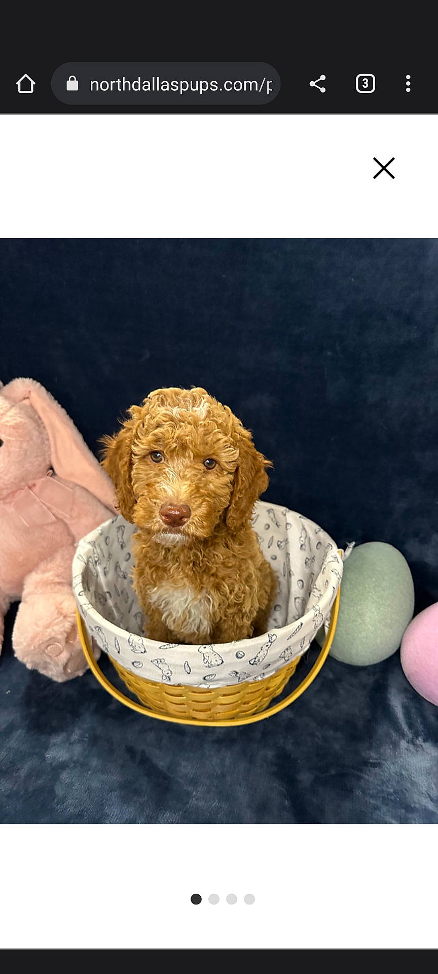 Katniss is registered to the contest to win money with this photo: art, artifact, canidae, carnivore, ceramic, companion_dog, dog, dog_breed, fawn, fur, liver, sculpture, snout, sporting_group, statue, terrestrial_animal, toy, water_dog, wood, working_animal