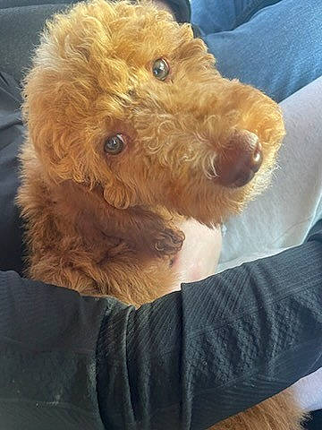 Katniss joined the competition — help win amazing prizes! carnivore, comfort, companion_dog, dog, dog_breed, dog_clothes, dog_supply, ear, fawn, glasses, pet_supply, seat_belt, sleeve, snout, sporting_group, terrier, toy_dog, water_dog, welsh_terrier, working_animal