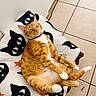 Soju joined the competition — help win amazing prizes! cat, orange_tabby, pet, animal, feline, relaxing, blanket, pattern, floor, tile, indoor, cozy, paws, whiskers, collar, resting, cute, sleepy, domestic_cat, fur