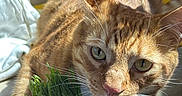 Soju is registered to the contest to win money with this photo: animal, car_seat, cat, closeup, container, curious, eyes, face, feline, fur, ginger_cat, grass, green, indoor, nose, orange, pet, plant, sunlight, whiskers