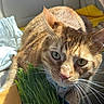 cat, ginger_cat, pet, animal, grass, plant, container, sunlight, indoor, car_seat, whiskers, closeup, curious, eyes, feline, orange, fur, nose, face, green