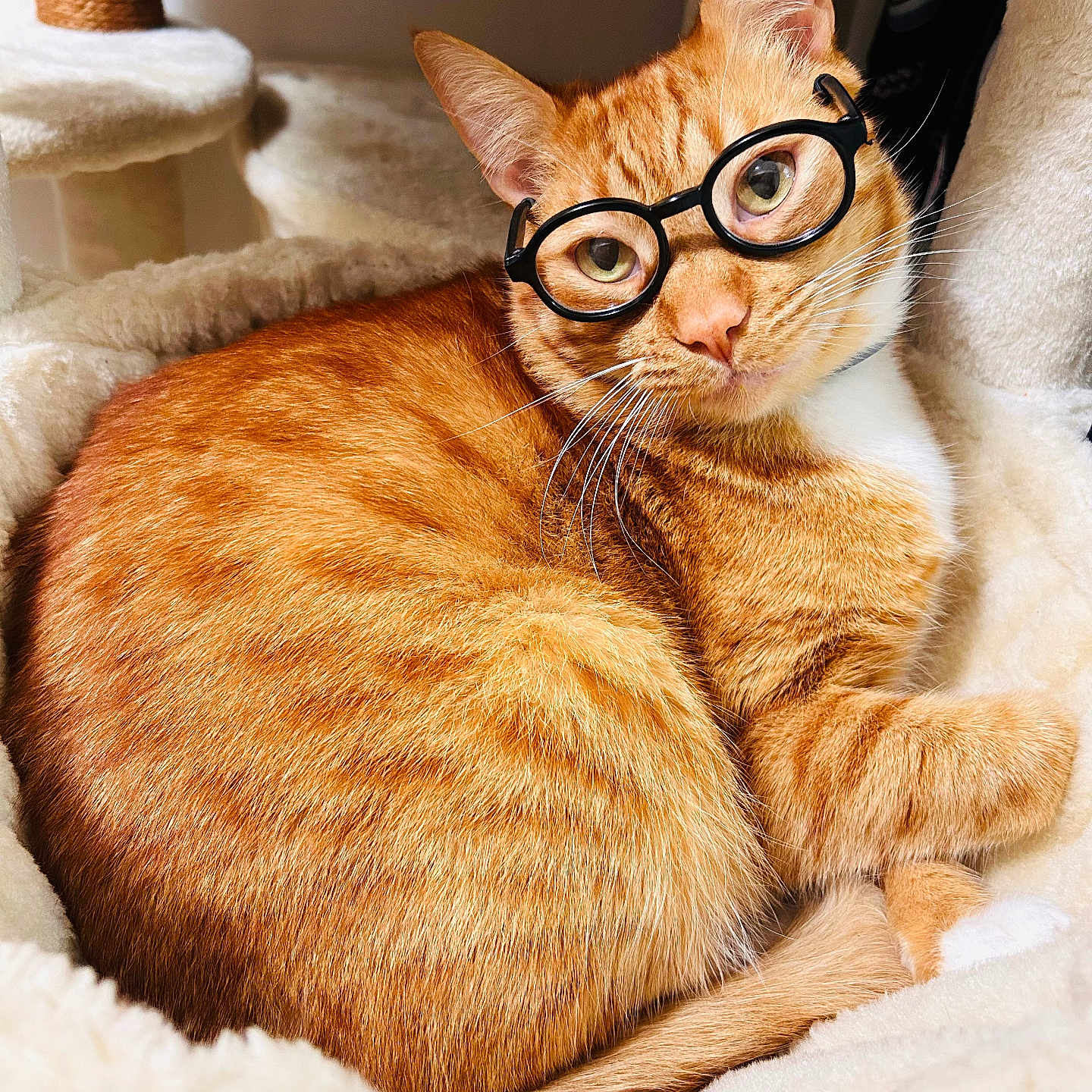 Soju is registered to the contest to win money with this photo: cat, orange_tabby, glasses, pet, feline, cozy, cat_bed, fur, whiskers, ears, cute, indoor, relaxed, animal, domestic_cat, closeup, resting, soft_texture, playful, funny